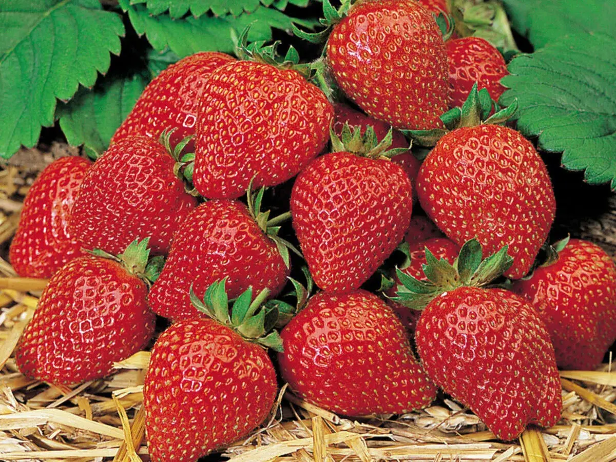 Reife, rote Erdbeeren liegen auf Stroh. Ein Bild, das Lust macht, Erdbeeren aus Samen zu ziehen und selbst diese süßen Früchte zu ernten.