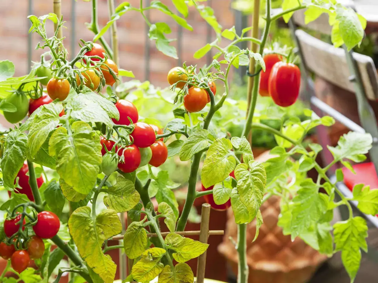 Reife und grüne Tomaten hängen an einem Strauch, der in guter Tomaten Erde wächst.
