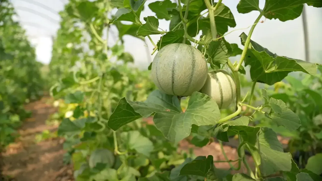 Junge Honigmelone Pflanze mit zwei Früchten, die an einem grünen Ranken wachsen. Im Hintergrund eine Reihe von Pflanzen in einem Gewächshaus.