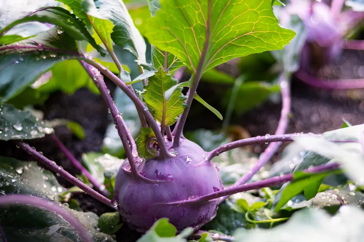 Ein lila Kohlrabi mit grünen Blättern und Wassertropfen. Der richtige Kohlrabi Abstand sorgt für gesundes Wachstum.