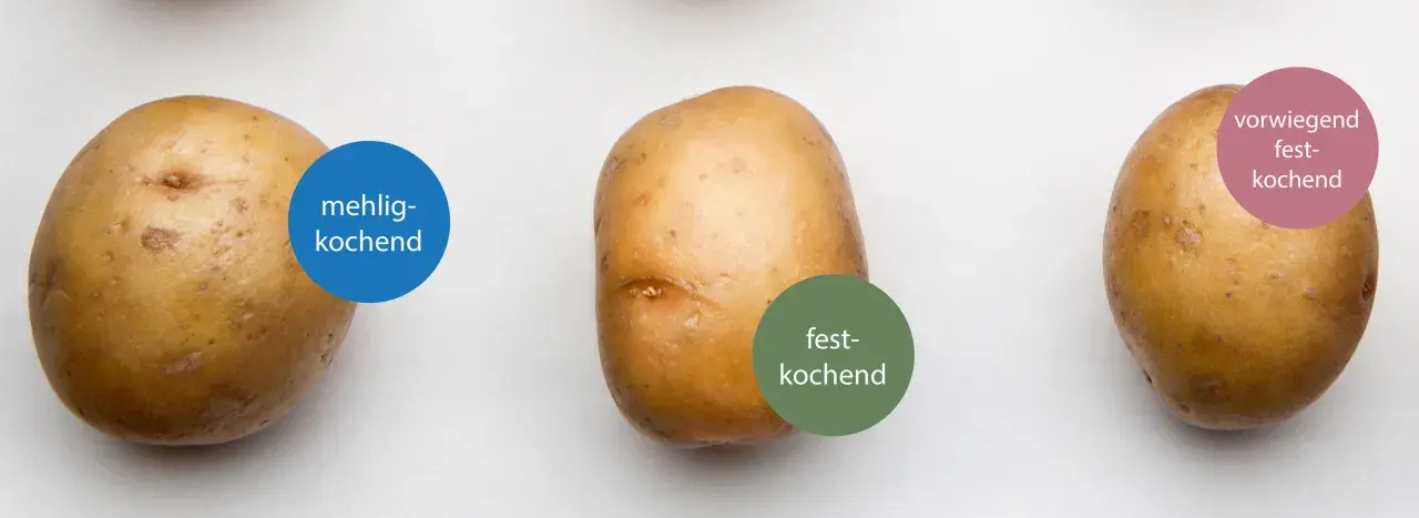 Drei Kartoffeln mit Beschriftungen: mehligkochend, festkochend, vorwiegend festkochend. Ein Steckbrief für die Kartoffel.