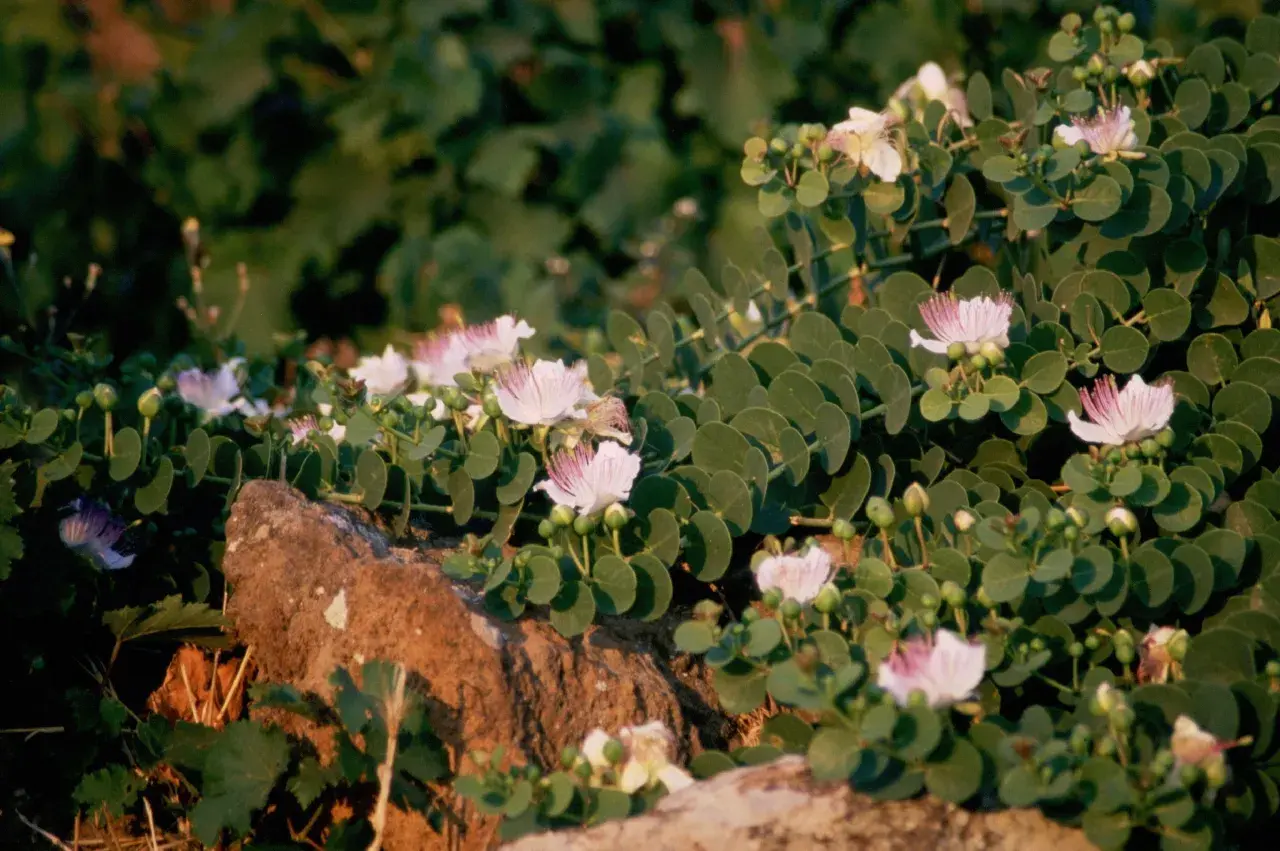 Kapern anbauen: zarte Blüten und grüne Knospen auf einem Felsen.