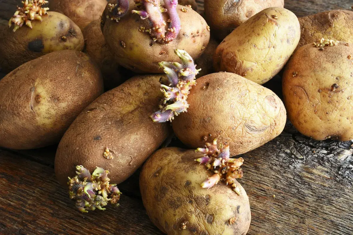 Keimende Kartoffeln auf Holz. Bis wann kann man Kartoffeln pflanzen? Frühling ist die beste Zeit, um diese Knollen in die Erde zu bringen.