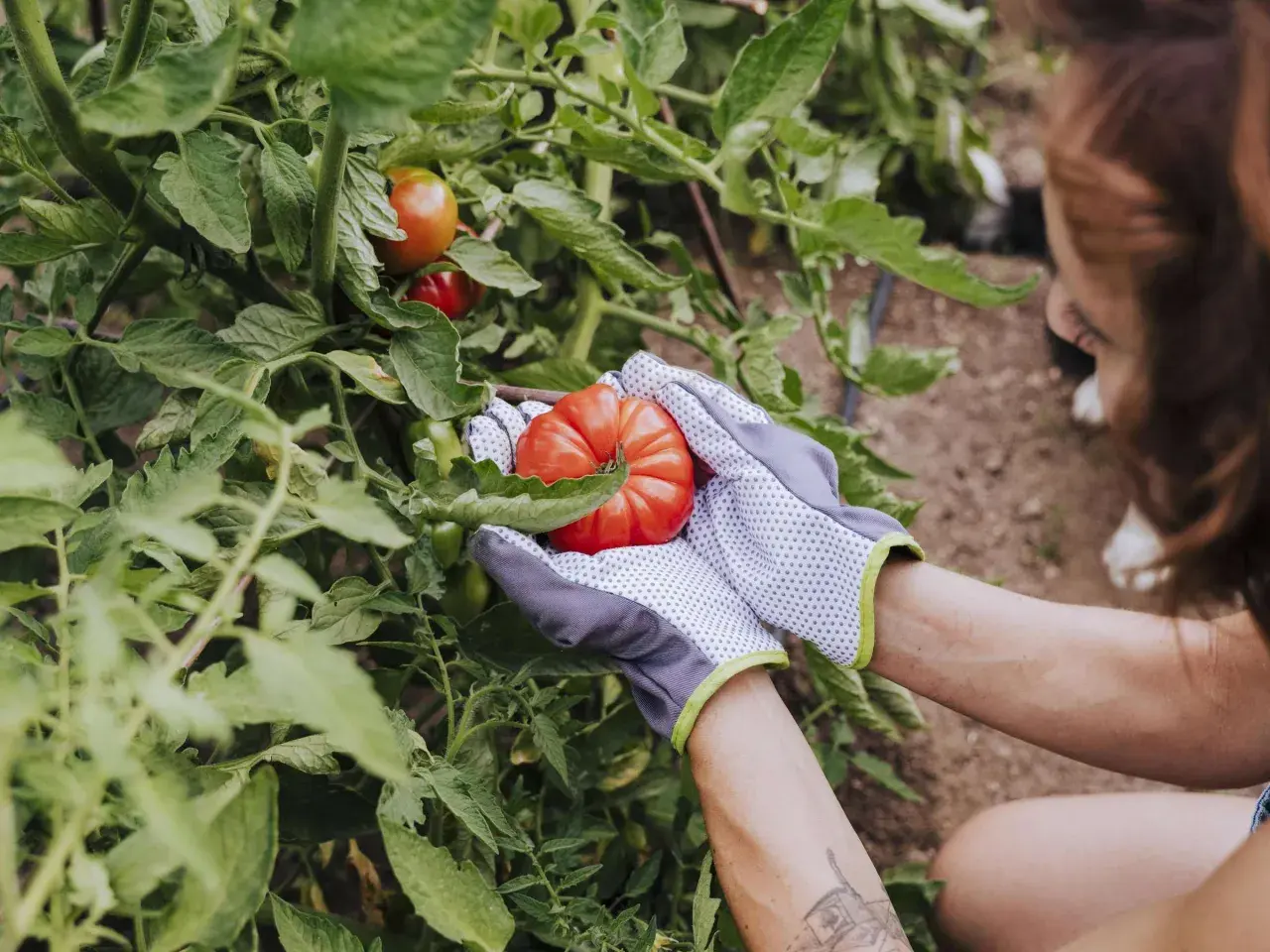 Hände in Gartenhandschuhen ernten eine reife Tomate. Die Frage "wann kann man Tomaten pflanzen" wird durch die Ernte beantwortet: im Sommer!