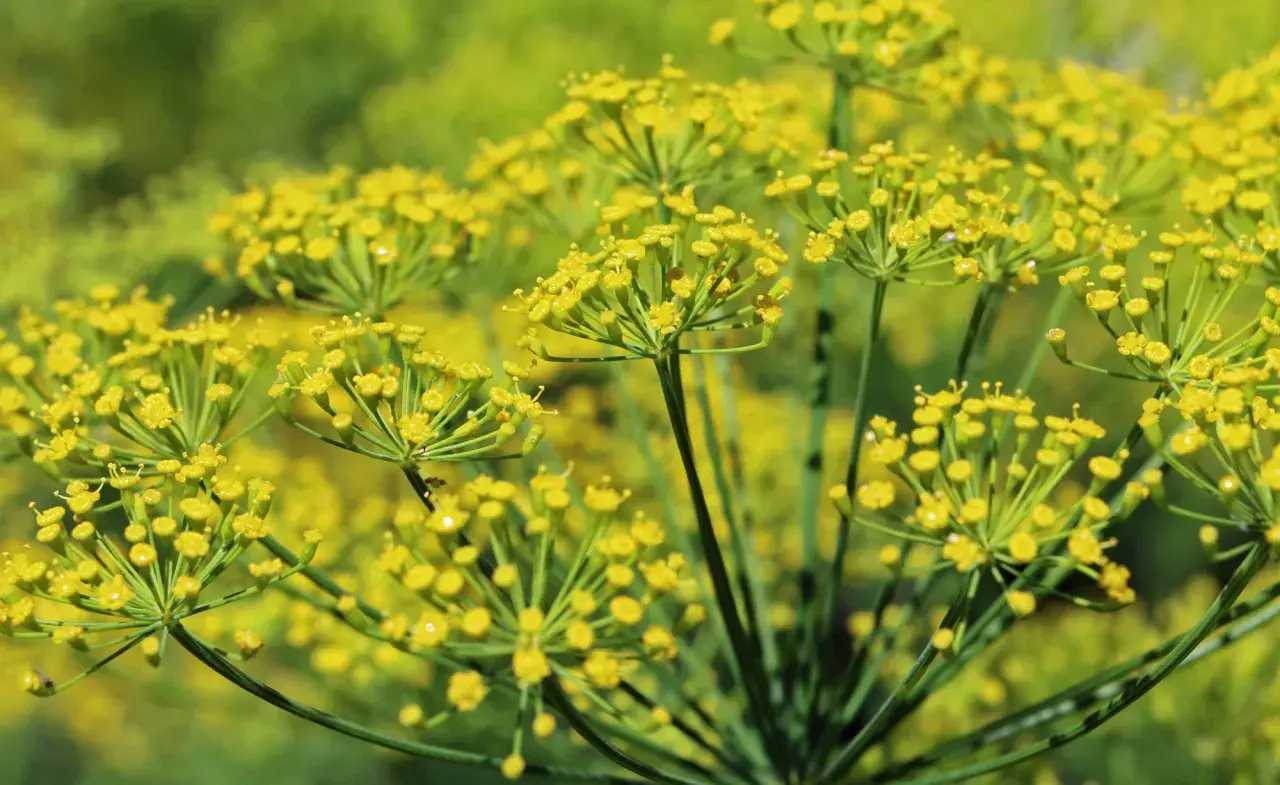 Nahaufnahme von gelben Doldenblüten, die zeigen, wie man Fenchel anbauen kann.