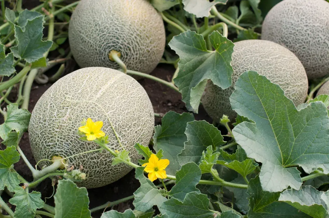 Reife Cantaloupe-Melonen wachsen auf dem Feld, umgeben von grünen Blättern und kleinen gelben Blüten.