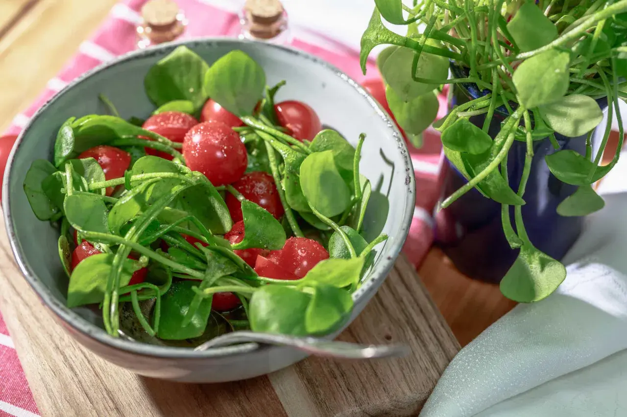 Frischer Postelein-Salat mit Kirschtomaten in einer Schüssel, bereit zum Genießen.
