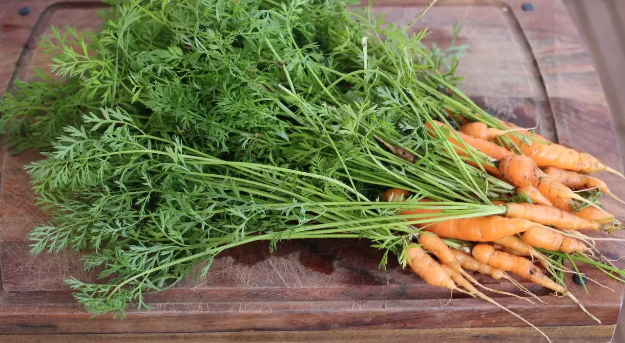 Frisch geerntete Karotten mit gr&uuml;nen Bl&auml;ttern liegen auf einem Holzbrett. Perfekt f&uuml;r das Anlegen von Karotten-Pflanzen im Garten.