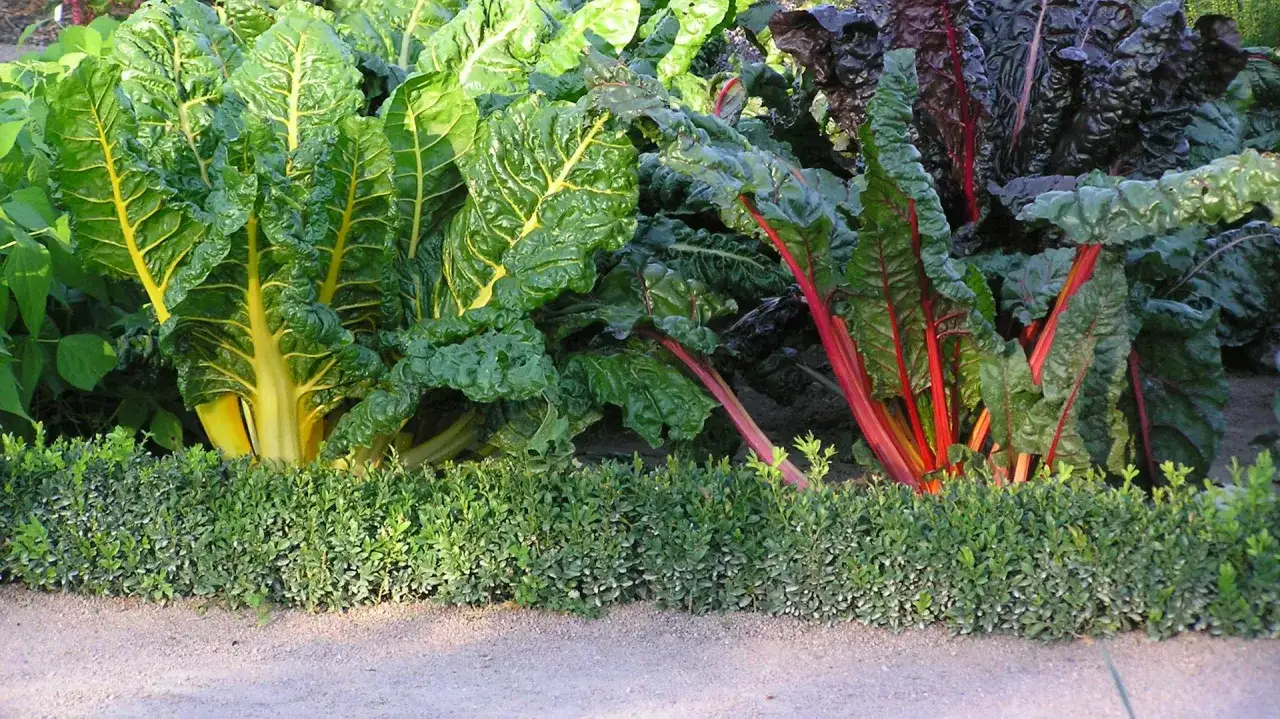 Bunte Mangold-Pflanzen mit gelben und roten Stielen wachsen &uuml;ppig hinter einer niedrigen Hecke.