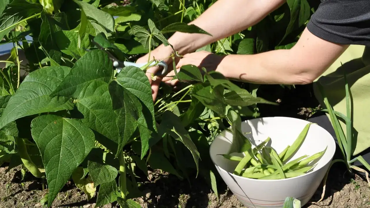 H&auml;nde ernten frische buschbohnen im hochbeet. Eine Sch&uuml;ssel f&uuml;llt sich mit den gr&uuml;nen Bohnen.