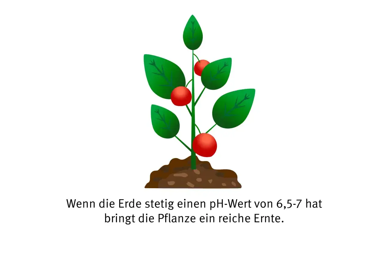 Eine Tomatenpflanze wächst in guter Erde. Bei einem pH-Wert von 6,5-7 gedeiht sie prächtig und liefert eine reiche Ernte.