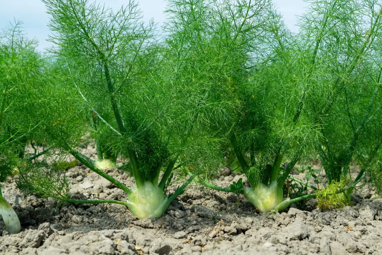 Grüner Fenchel wächst im Boden. Die Pflanzen haben dicke, weiße Knollen und feine, grüne Blätter.