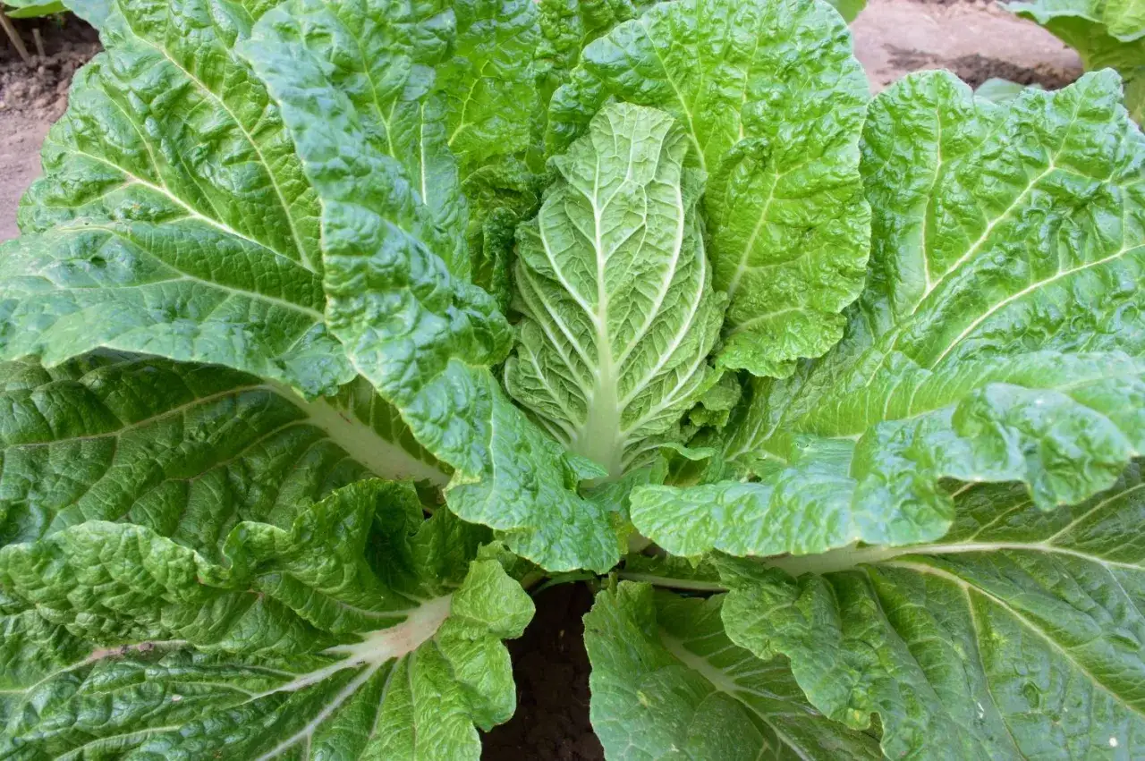 Ein frisch gewachsener Chinakohl im Garten. Die grünen Blätter sind knackig und bereit für die Ernte.
