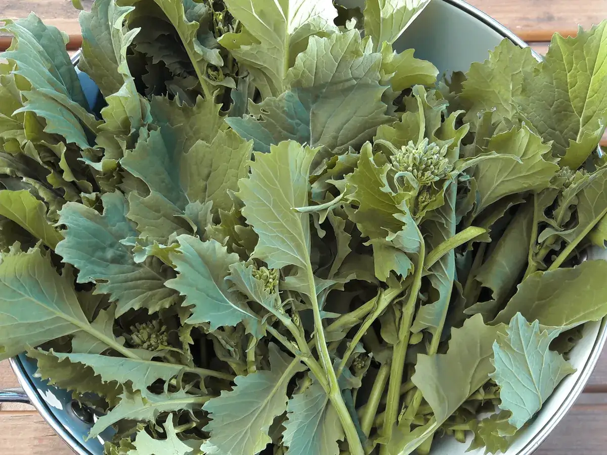 Ein Korb voller frischer Cime di rapa, bereit für ein herzhaftes Gericht. Die grünen Blätter und zarten Knospen versprechen mediterranen Genuss.