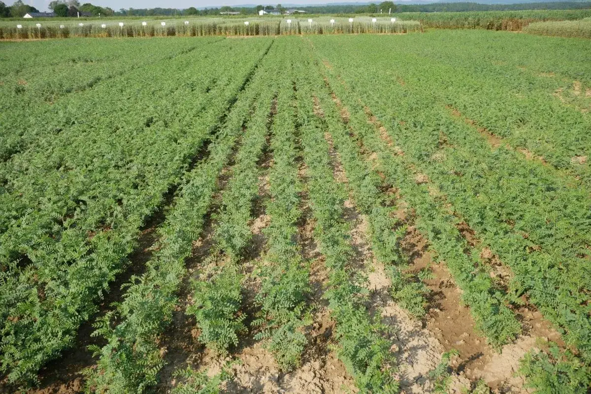 Weites Feld mit Reihen von jungen Kichererbsenpflanzen. Im Hintergrund sind weitere Felder und Bäume zu sehen.