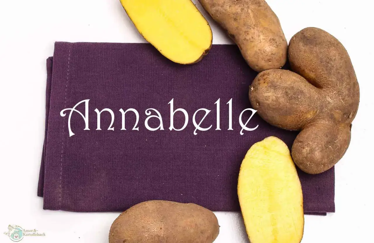 Annabelle Kartoffeln: Ihr hoher Wassergehalt macht sie saftig.