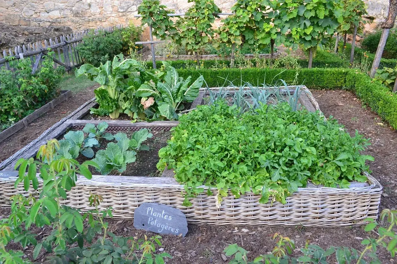 Ein üppiges Hochbeet mit verschiedenen Gemüsesorten, darunter Lauch, Kohl und Rucola, gedeiht prächtig.