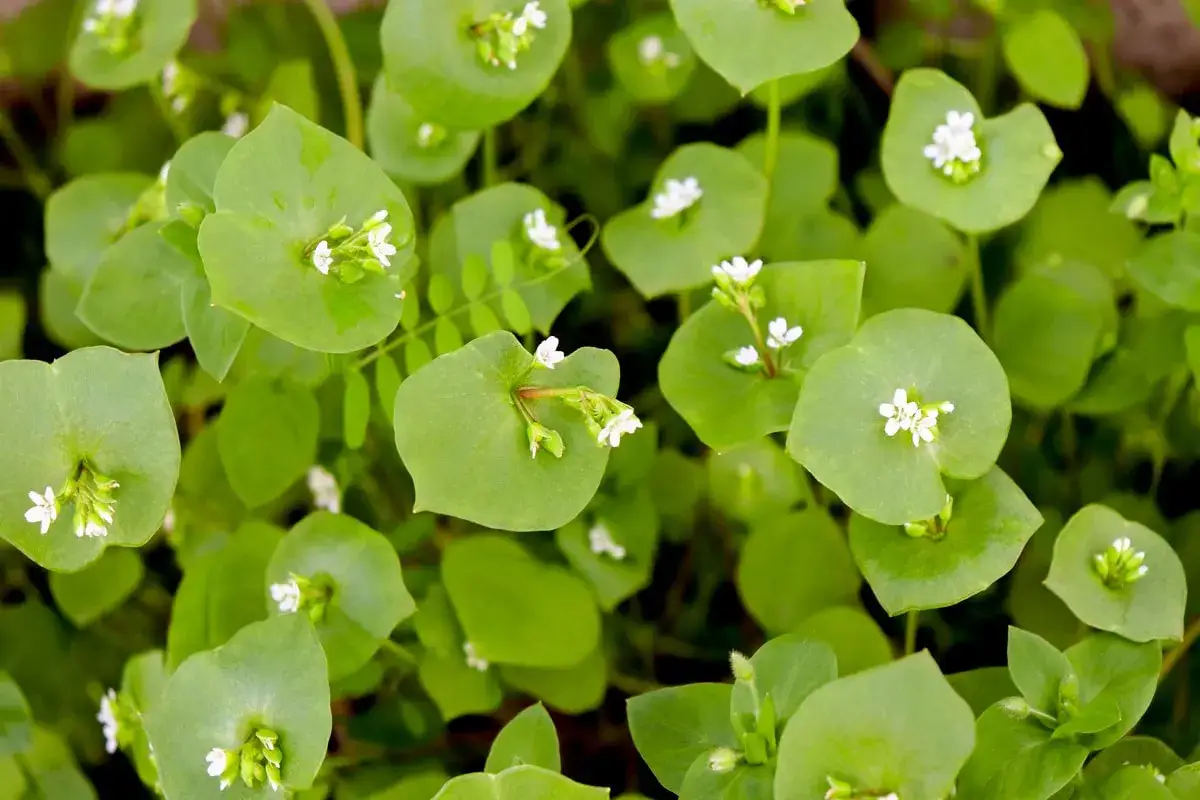 Postelein Salat mit zarten wei&szlig;en Bl&uuml;ten und runden, gr&uuml;nen Bl&auml;ttern. Ein frischer Anblick im Garten.