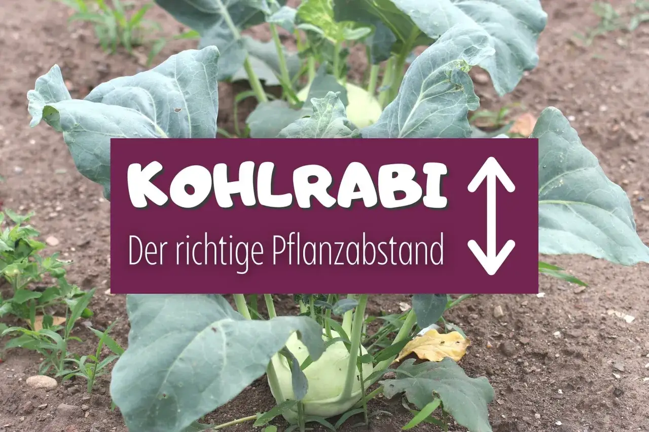 Ein Kohlrabi im Beet. Der Text 