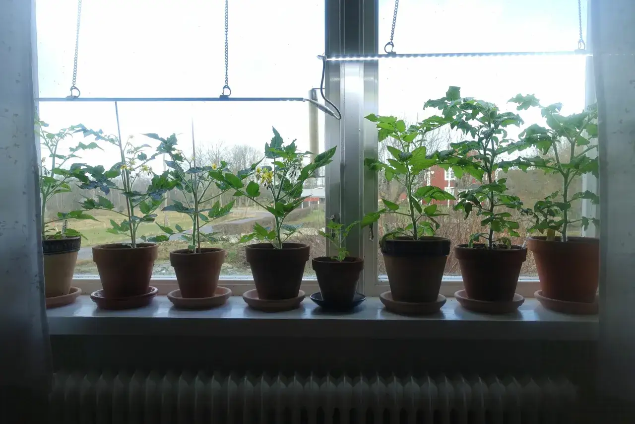 Mehrere junge Tomatenpflanzen wachsen in T&ouml;pfen auf einer Fensterbank unter einer Pflanzenlampe.
