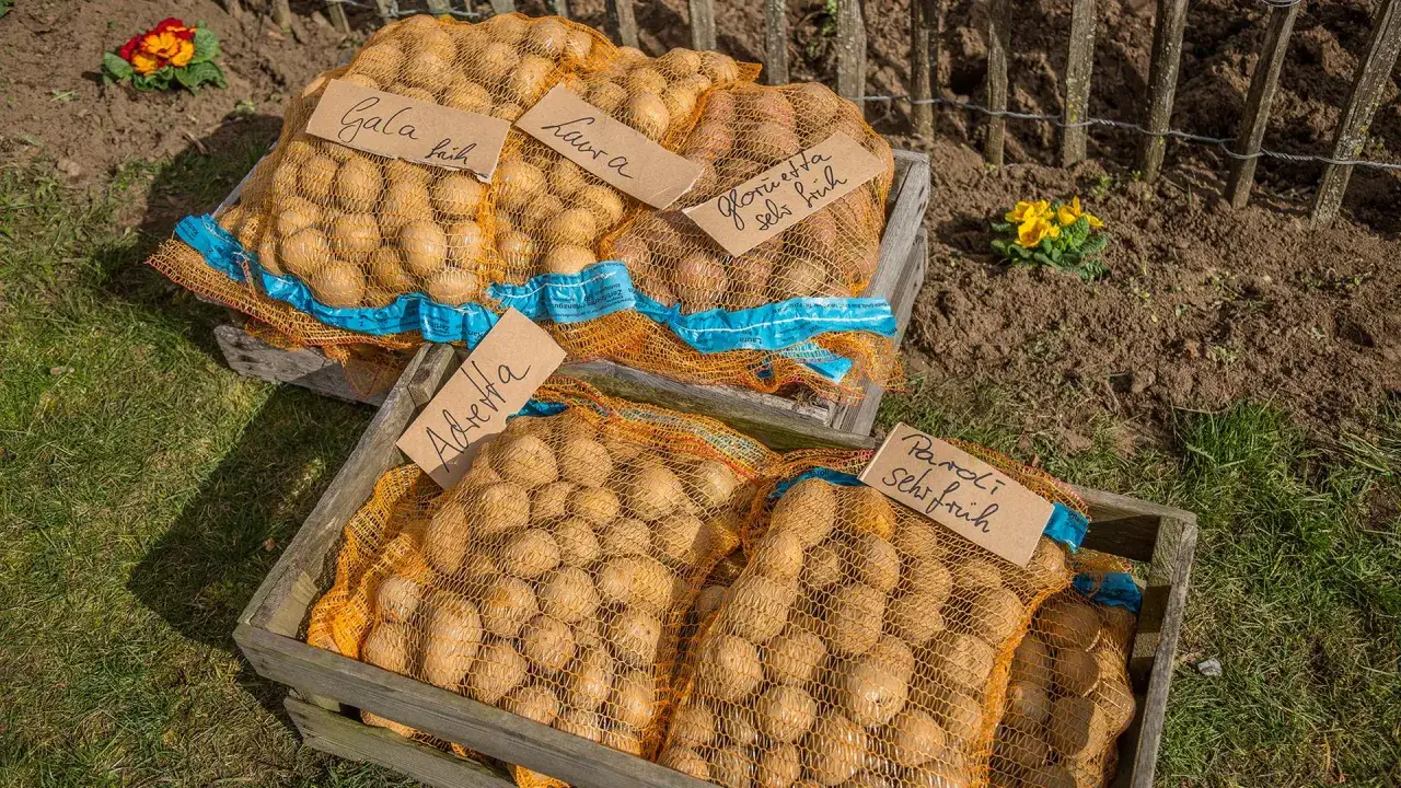 S&auml;cke mit Kartoffeln f&uuml;r die kartoffel pflanzzeit, beschriftet mit Sortennamen wie Gala, Laura und Adretta.