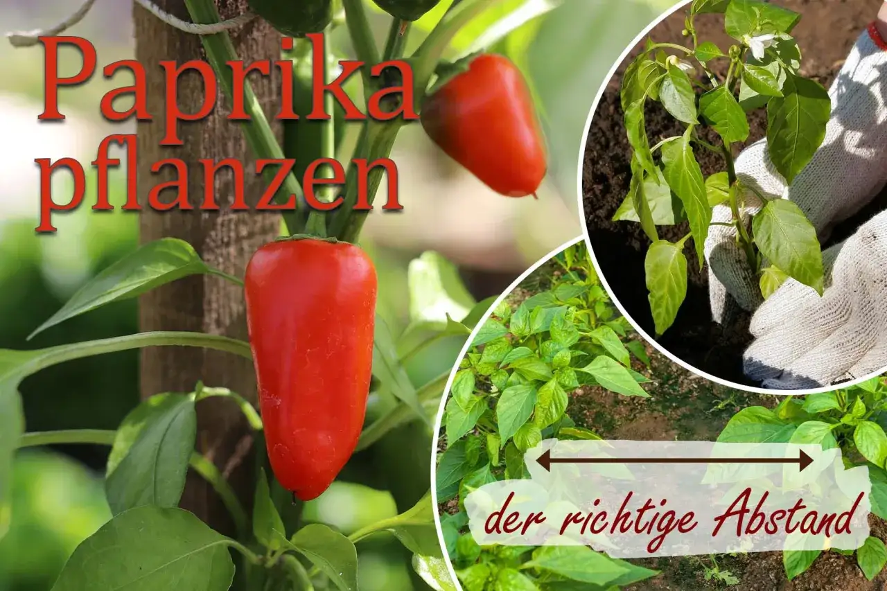 Paprika pflanzen abstand: junge Pflanzen im Beet, die richtige Pflanzabstände sind wichtig für gesundes Wachstum.