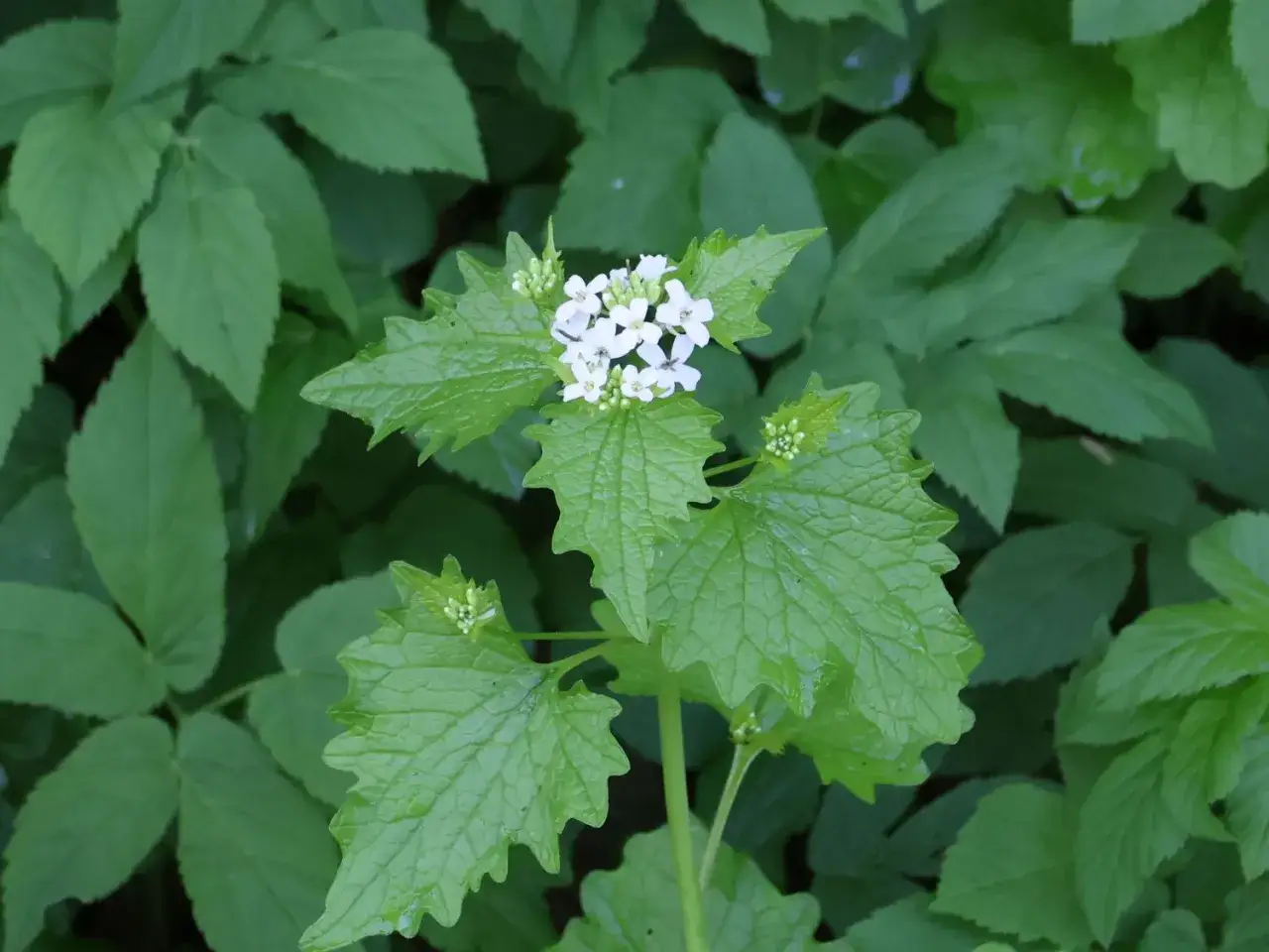 Knoblauchsrauke mit wei&szlig;en Bl&uuml;ten. Diese Pflanze eignet sich hervorragend f&uuml;r vielf&auml;ltige Knoblauchsrauke Rezepte, von Salaten bis zu Pesto.