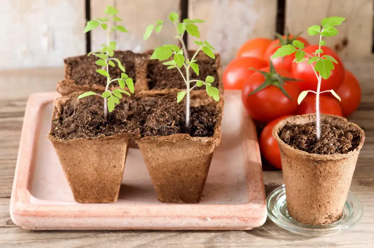 Kleine Tomatenpflanzen in Torftöpfen, bereit für die Tomaten Aussaat. Im Hintergrund reife Tomaten.