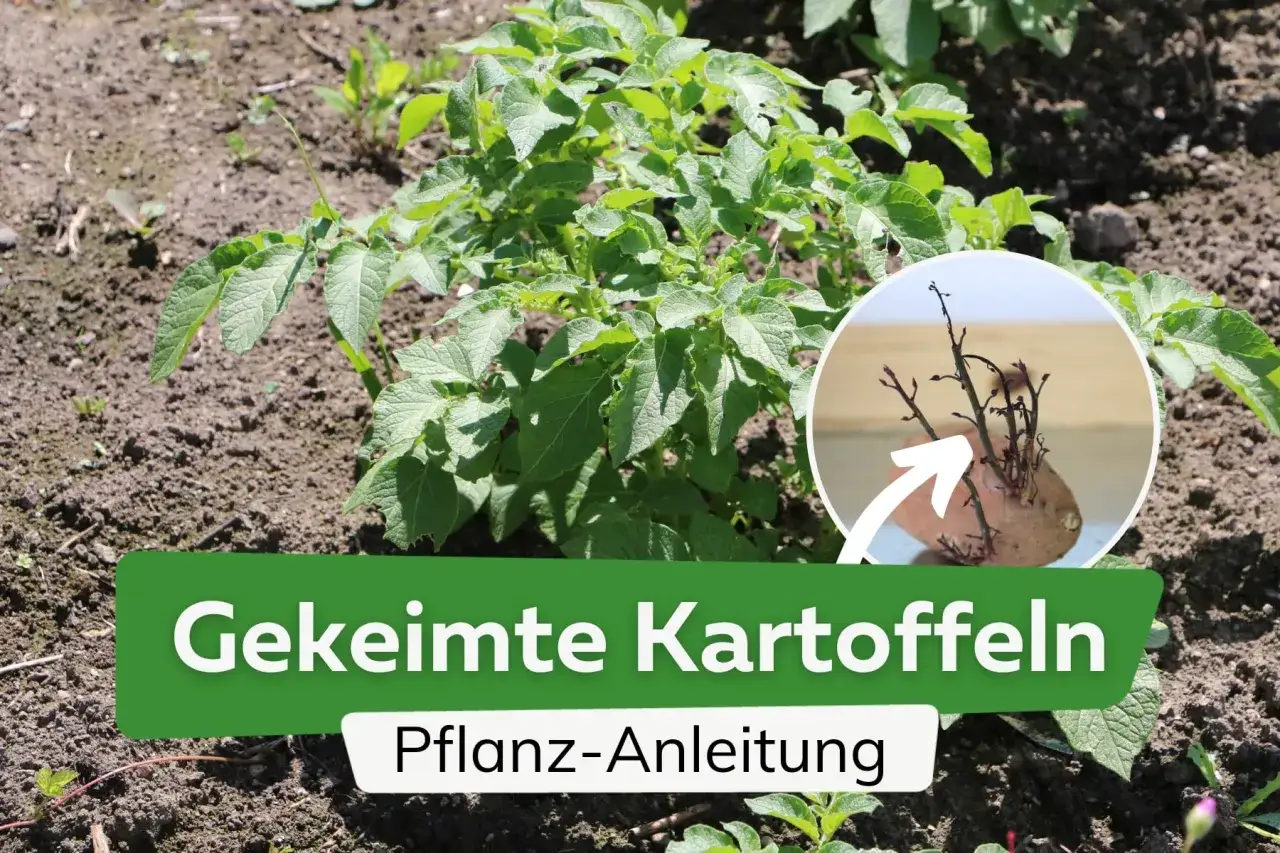 Keimte Kartoffeln im Beet. Die Pflanzanleitung zeigt, bis wann man Kartoffeln pflanzen kann, idealerweise nach dem letzten Frost.