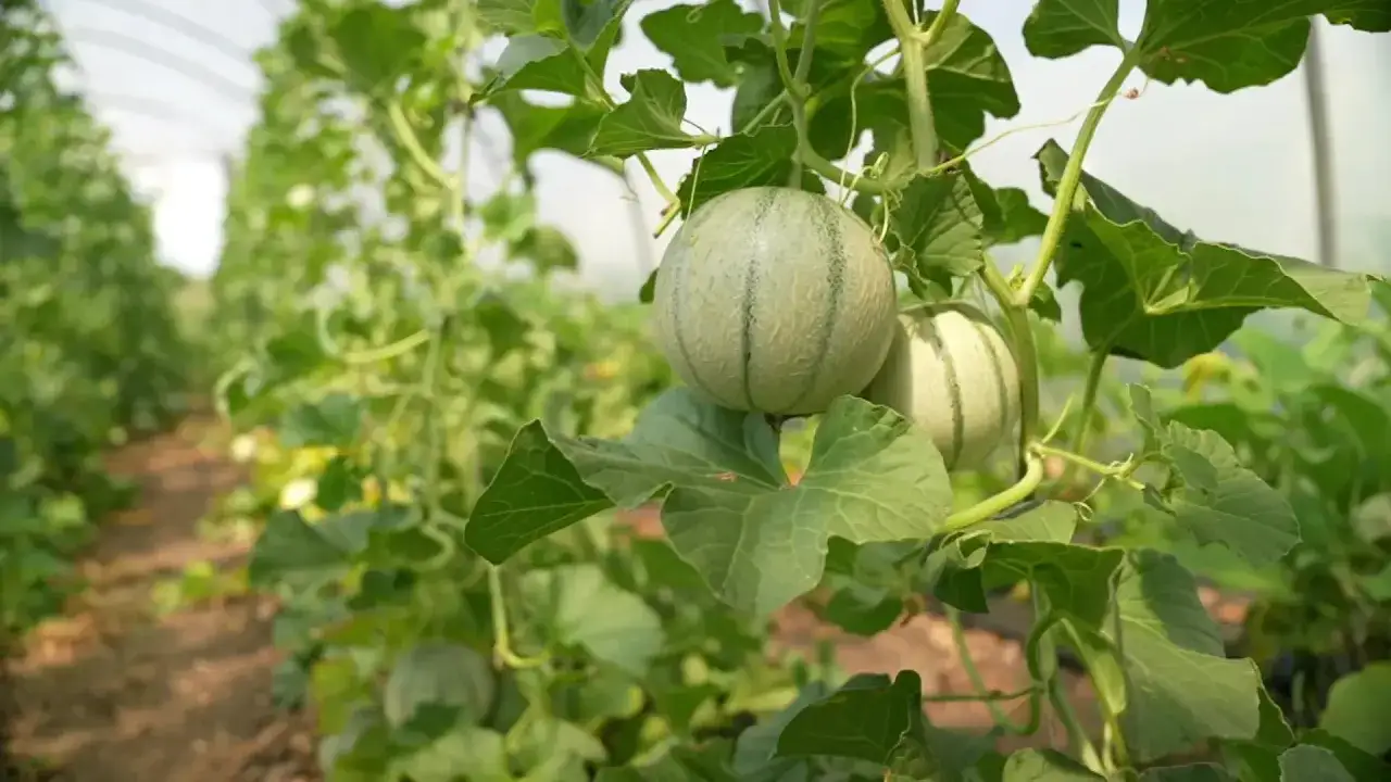 Junge Honigmelone Pflanze mit zwei Fr&uuml;chten im Gew&auml;chshaus.