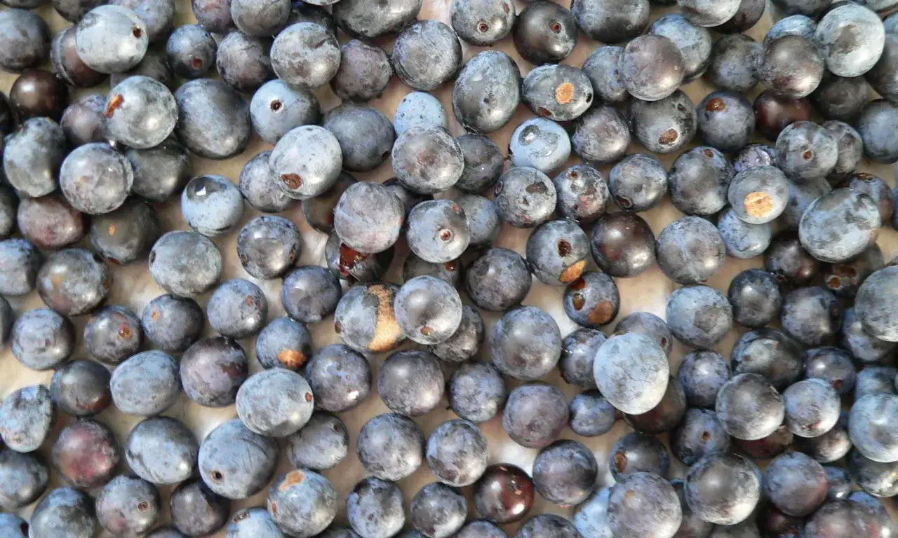 Haufen von dunklen, blauen Schlehen, bereit f&uuml;r leckere Schlehen Rezepte.