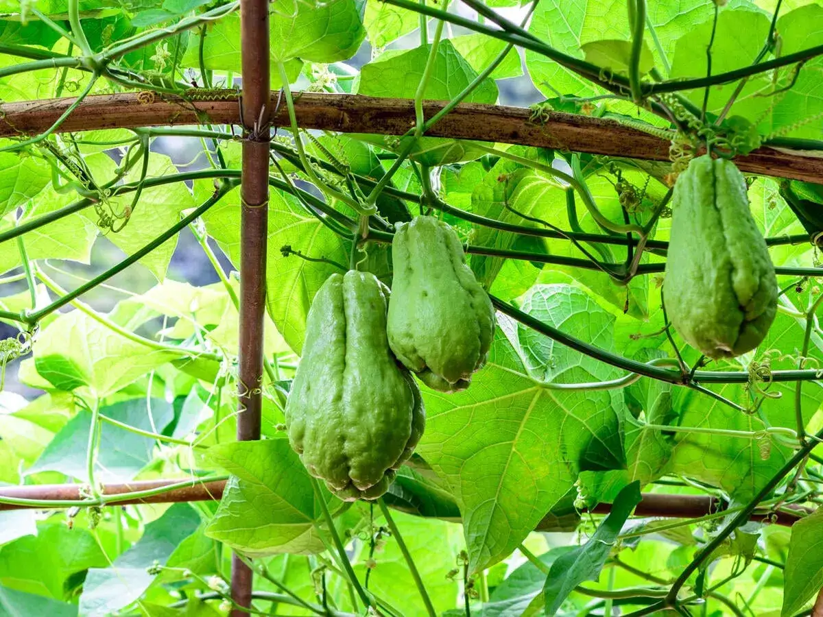 Grüne Chayote-Früchte hängen an einer Ranke. So einfach ist es, Chayote anzubauen und frische Früchte zu ernten.