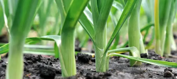 Grüner Lauch wächst dicht gedrängt in einem Hochbeet. Die langen, schlanken Stiele ragen aus dunkler Erde.